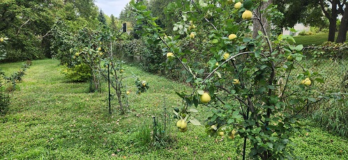 1000006979 quince tree.jpg